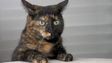 Tortitude: The Unique Tortoiseshell Cat Personality - Catster ...