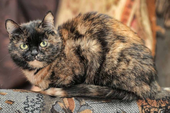 Tortoiseshell vs calico