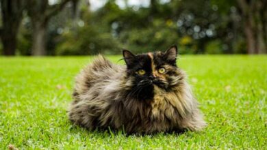 Tortoiseshell cat lifespan