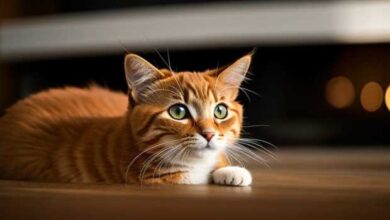 Calico cats vs tortoiseshell