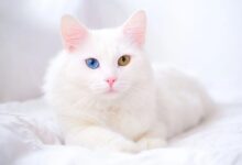 Turkish angora cost