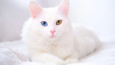 Turkish angora cost
