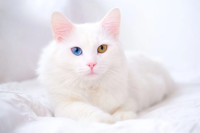 Turkish angora cost