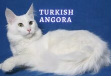 Turkish Angora Cat Breed Information - Pets Online