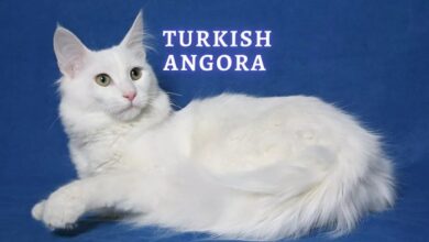 Turkish Angora Cat Breed Information - Pets Online