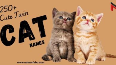 250+ Cute Twin Cat Names (Cool And Catchy Ideas)