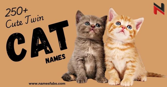 250+ Cute Twin Cat Names (Cool And Catchy Ideas)