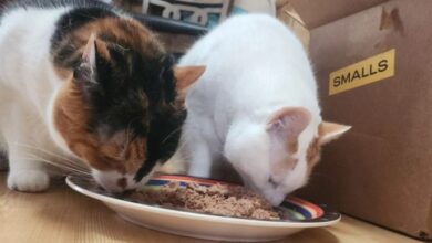 Smalls Cat Food Review - Jess Caticles