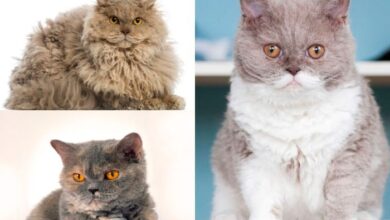 Selkirk Rex Cat: Cat Breed Profile and Care – The Pet Pros