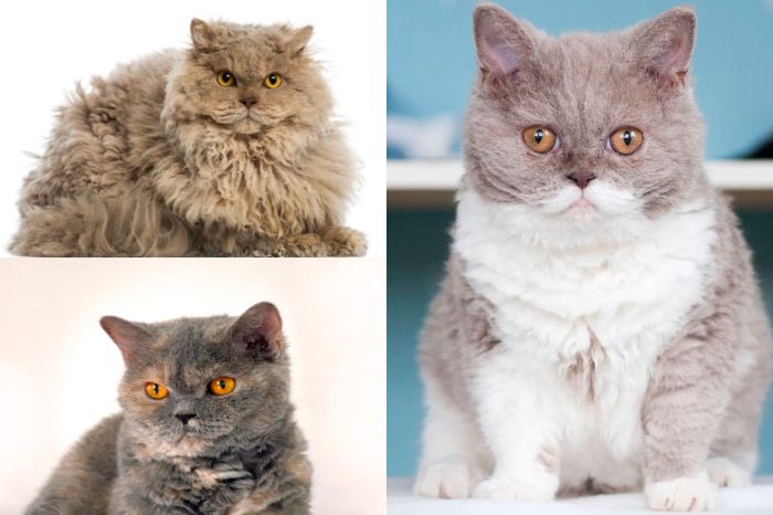 Selkirk Rex Cat: Cat Breed Profile and Care – The Pet Pros