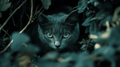 580+ Unique Female Cat Names in 2024