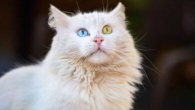 Van Kedisi Vücut Yapısı - Kedi Blog