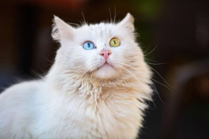 Van Kedisi Vücut Yapısı - Kedi Blog