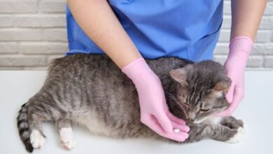 5 Natural Antibiotics For Cats That Boost Health - The Fluffy Kitty
