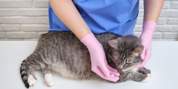 5 Natural Antibiotics For Cats That Boost Health - The Fluffy Kitty