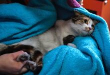 Can Cats Have Down Syndrome? Watch Your Feline Friend