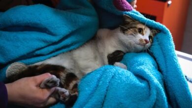 Can Cats Have Down Syndrome? Watch Your Feline Friend