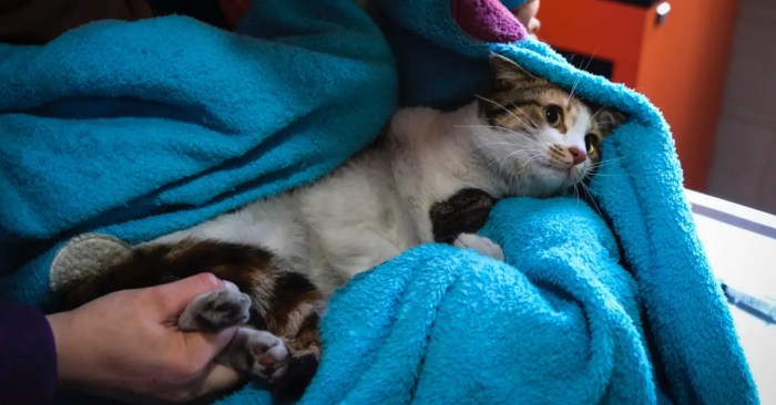 Can Cats Have Down Syndrome? Watch Your Feline Friend