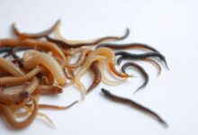 What To Do If You Find Worms In Cat Poop at Michele Williams blog