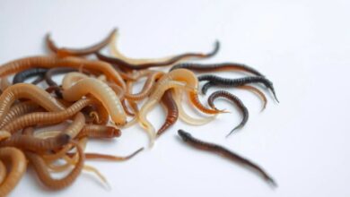 What To Do If You Find Worms In Cat Poop at Michele Williams blog