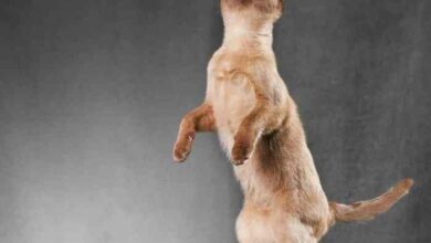 Cat Standing On Hind Legs Profile