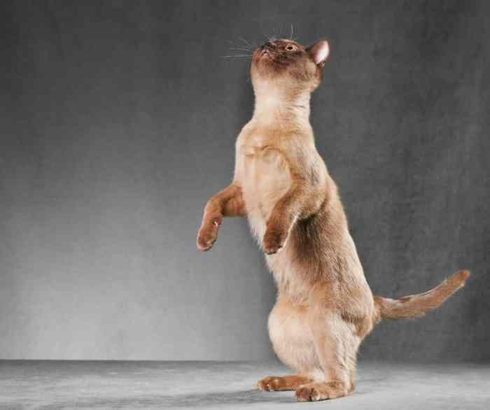 Cat Standing On Hind Legs Profile