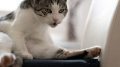 Why Is My Cat Acting Weird? 10 Vet Reviewed Reasons - Catster