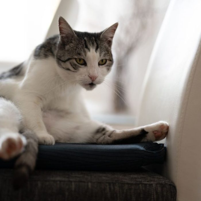 Why Is My Cat Acting Weird? 10 Vet Reviewed Reasons - Catster