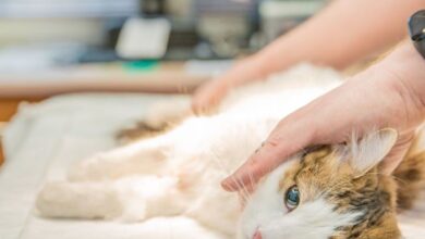 Internal Bleeding In Cats: What Are The Warning Signs? | PetShun