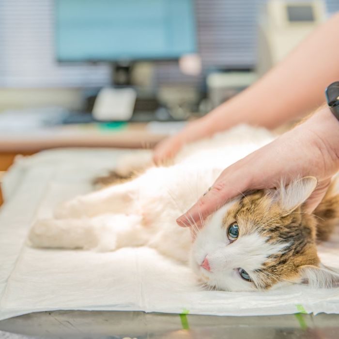 Internal Bleeding In Cats: What Are The Warning Signs? | PetShun