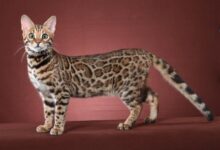 Bengal Cat That Looks Like Leopard Stock Photo 1694033314 | Shutterstock