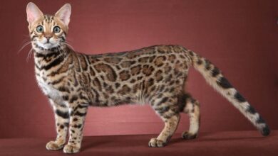 Bengal Cat That Looks Like Leopard Stock Photo 1694033314 | Shutterstock