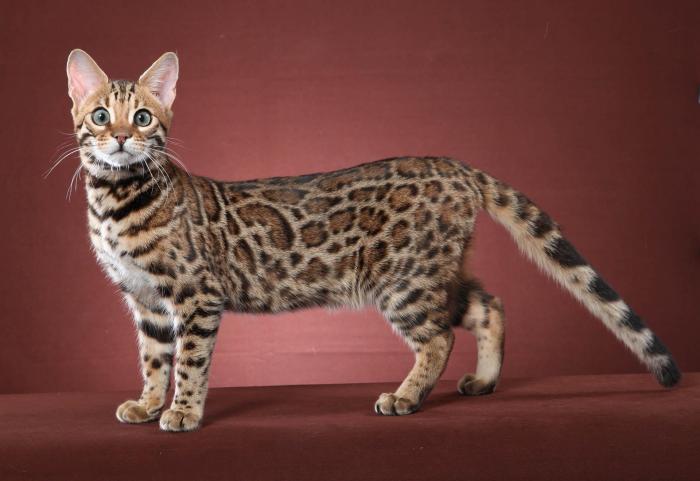 Bengal Cat That Looks Like Leopard Stock Photo 1694033314 | Shutterstock