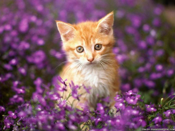 Free Curious Ginger Cat Image - Cat, Ginger, Milk | Download at StockCake