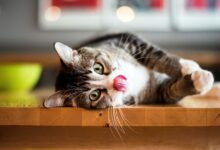 Can Cats Eat Catnip? Safe Consumption and Benefits Explained