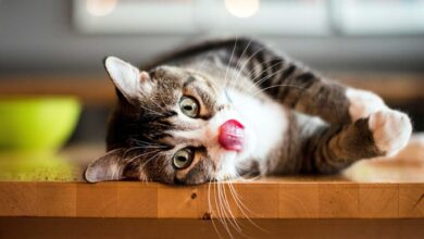 Can Cats Eat Catnip? Safe Consumption and Benefits Explained