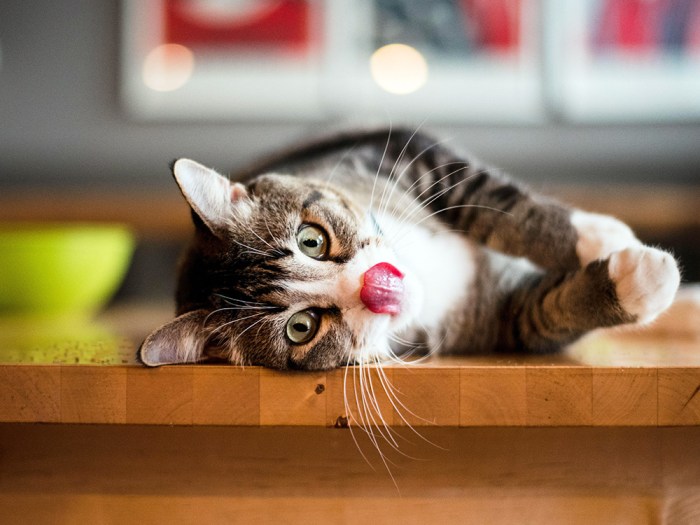 Can Cats Eat Catnip? Safe Consumption and Benefits Explained