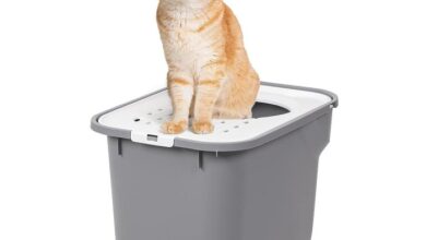 9 Best Top Entry Litter Boxes