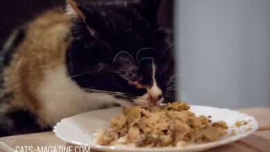 8 Easy Home-Cooked Cat Food Recipes to Treat your Cat - Catish