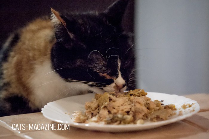 8 Easy Home-Cooked Cat Food Recipes to Treat your Cat - Catish