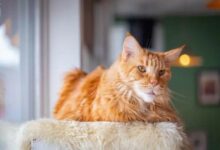 Tennessee Rex Facts - Wisdom Panel™ Cat Breeds