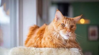 Tennessee Rex Facts - Wisdom Panel™ Cat Breeds