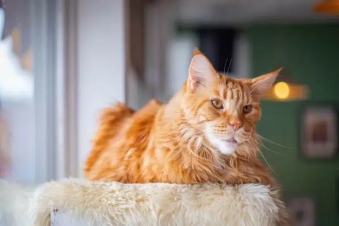 Tennessee Rex Facts - Wisdom Panel™ Cat Breeds
