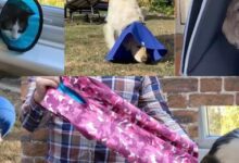 The best cat and dog cone alternatives | ManyPets