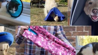 The best cat and dog cone alternatives | ManyPets