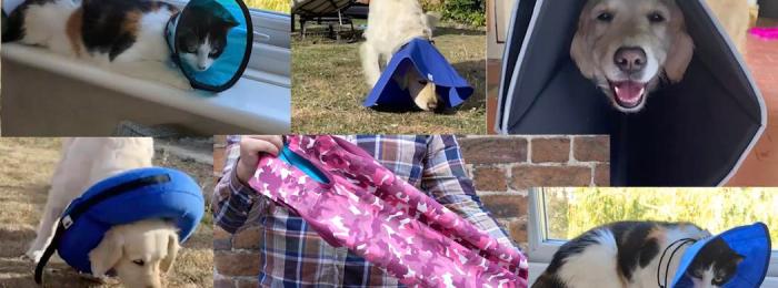 The best cat and dog cone alternatives | ManyPets
