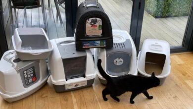 10 Things You Should Know Before Buying an Automatic Litter Box - Cats.com