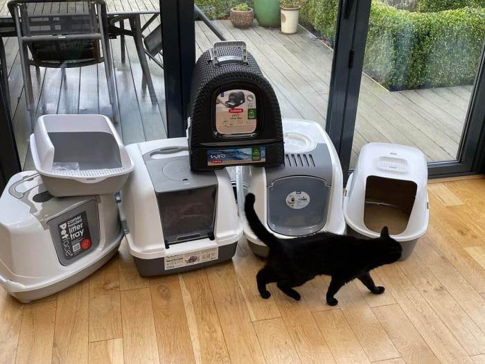 10 Things You Should Know Before Buying an Automatic Litter Box - Cats.com