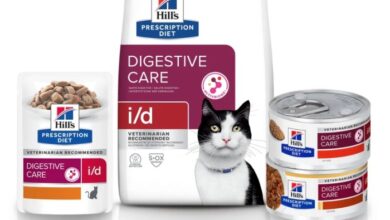 Top 5 Brands Of Cat Food In South Africa - Cats of Cape Town