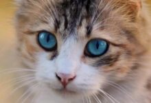 Cat coat patterns names